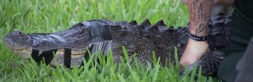 Florida woman attacked by 7foot alligator while walking her dog  Alt